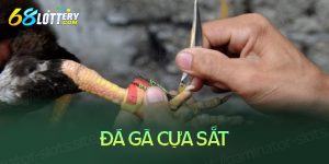 Đá gà cựa sắt là gì? Kinh nghiệm đá gà cựa sắt bất bại