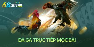 Đá gà trực tiếp Mộc Bài - Sân chơi chọi gà chất lượng hàng đầu VN