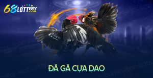 Thông tin về đá gà cựa dao cho người mới bắt đầu